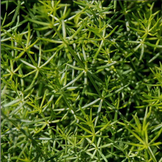 Cleavers