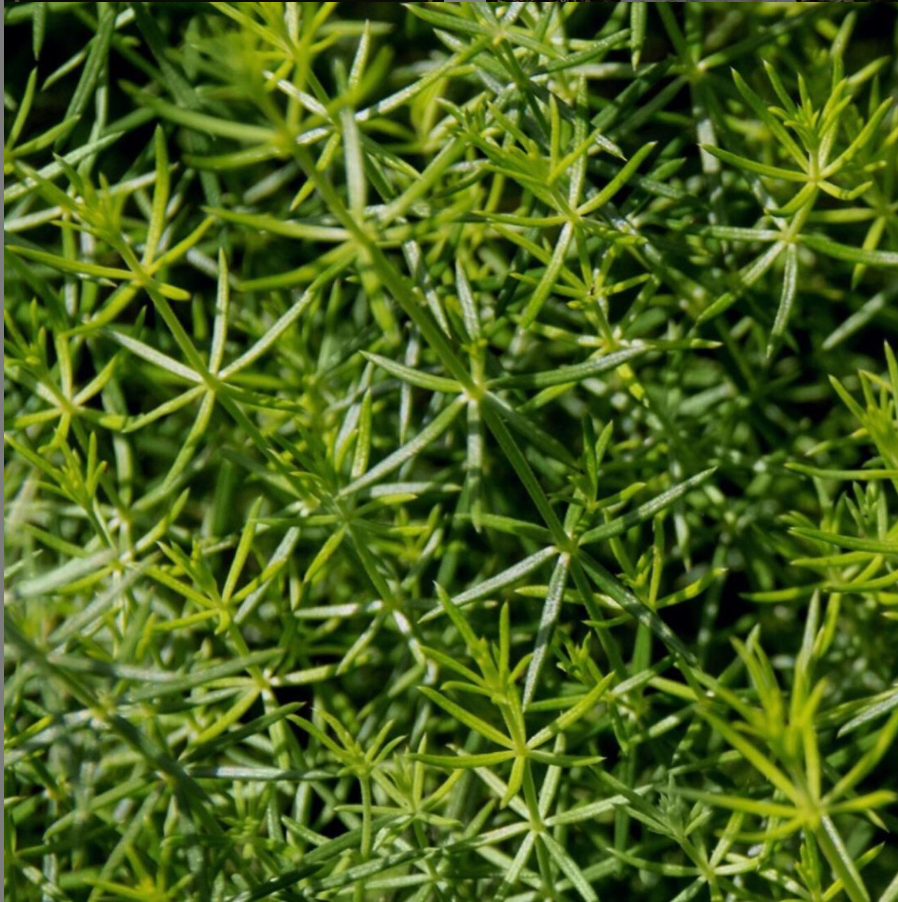 Cleavers – DirtWitchApothecary